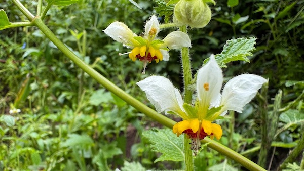 記憶に擬態――植物の不思議な力を知れば地球を守るヒントが見えてくる