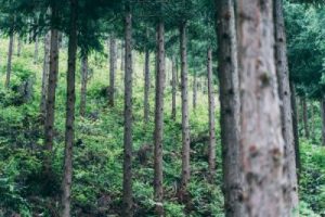 日本の森を守る仕事〜宮城県の林業・林業種苗の現場をめぐる二日間〜