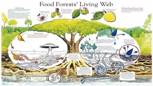 シアトル発　パーマカルチャーで育む「食べものの森」がコミュニティを変える　