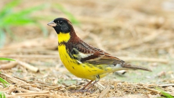 「コメを食べる鳥」を呼び戻せ　香港の水田が生物多様性の宝庫に