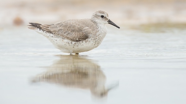 地球温暖化でエサが捕れない！　季節のずれで渡り鳥が絶滅の危機に