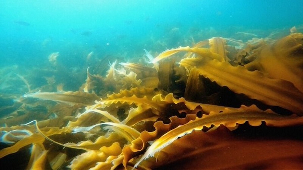 海からコンブが消えている――海の森に迫る危機と再生への道を描くドキュメンタ...